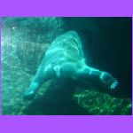 Polar Bear Under Water 4.jpg